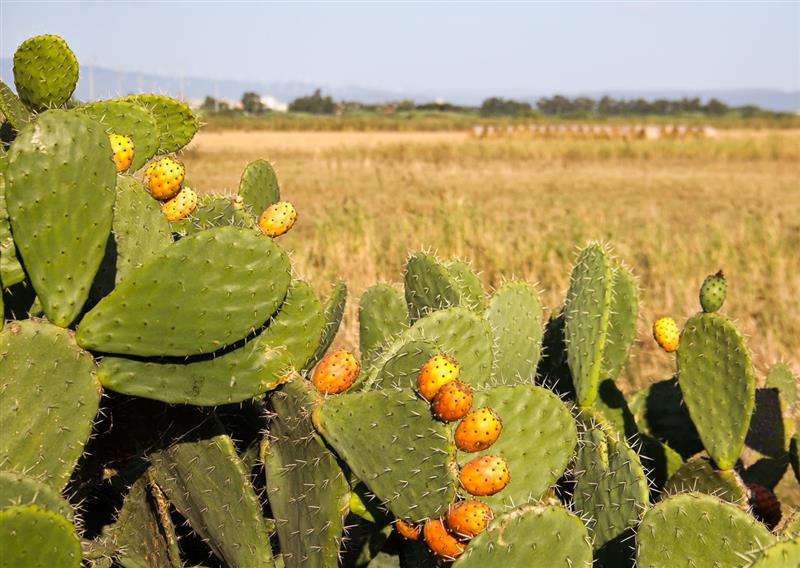 Cabudanni: settembre in Sardegna è il primo mese dell'anno, scopri perché