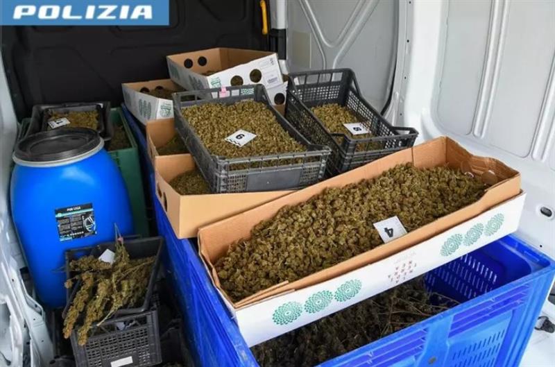 Blitz della polizia a Oristano: sequestrati 60 kg di marijuana, tre denunce e altri indagati per spaccio