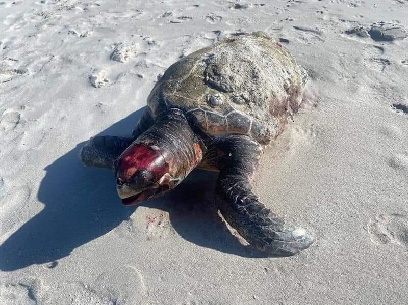 La morte di una tartaruga a San Teodoro: L'agonia del nostro mare