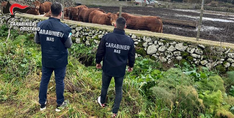 Arresti domiciliari per commerciante di animali: farmaci pericolosi somministrati ai bovini