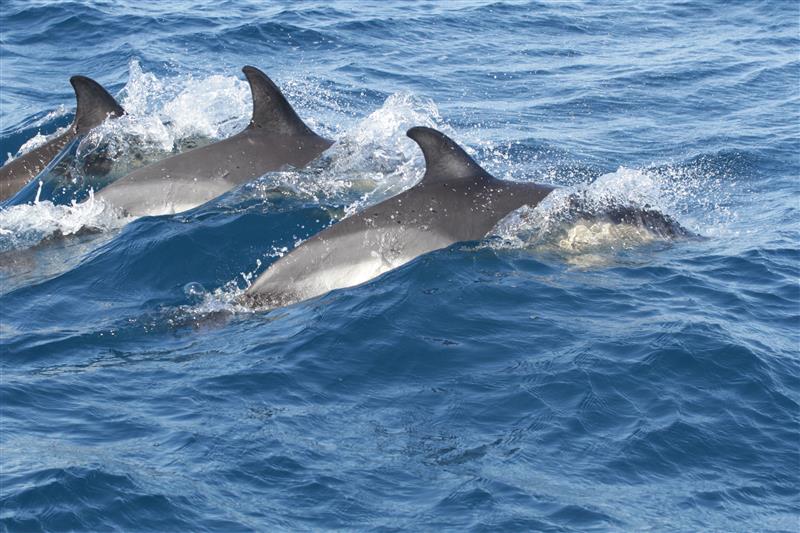 Parte da Sassari “ImPelaghiamoci”, il progetto per la tutela dei cetacei