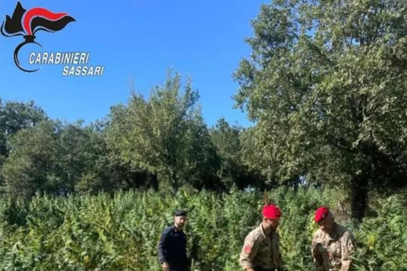 Maxi sequestro di marijuana nel 2023: assoluzione e rinvio a giudizio a Sassari