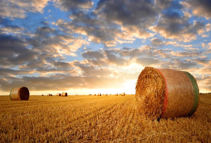 Acconti PAC 2024: Il Centro Studi Agricoli chiede azioni immediate dall'Assessorato Regionale