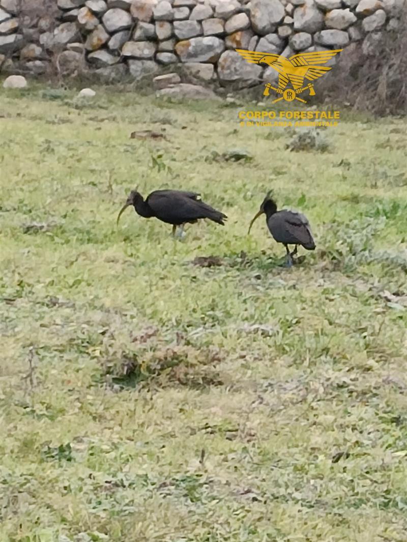 Nuoro: avvistati due rarissimi ibis eremita, un evento straordinario per la Sardegna