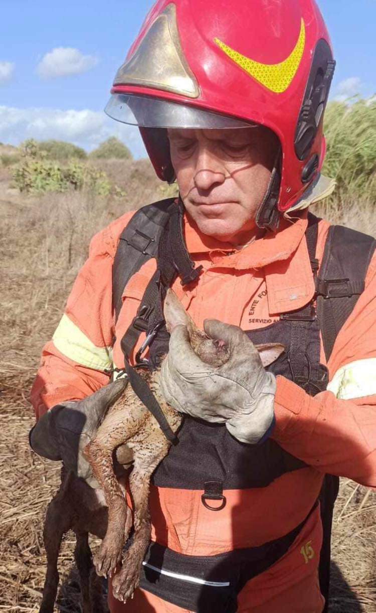 Una volpe tra le fiamme: il coraggio del Corpo Forestale e il miracolo di Puma