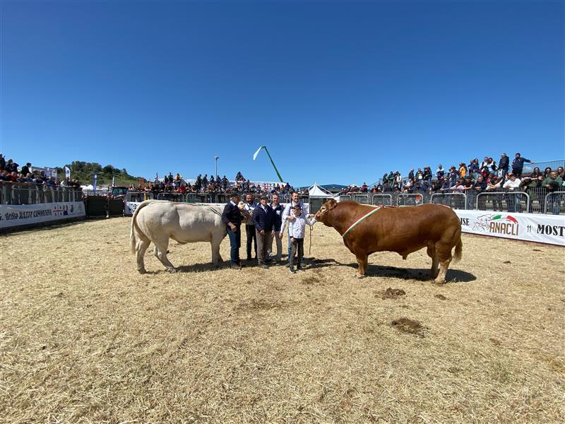 Ozieri: un mese alla 12^ Mostra regionale delle razze bovine Charolaise e Limousine