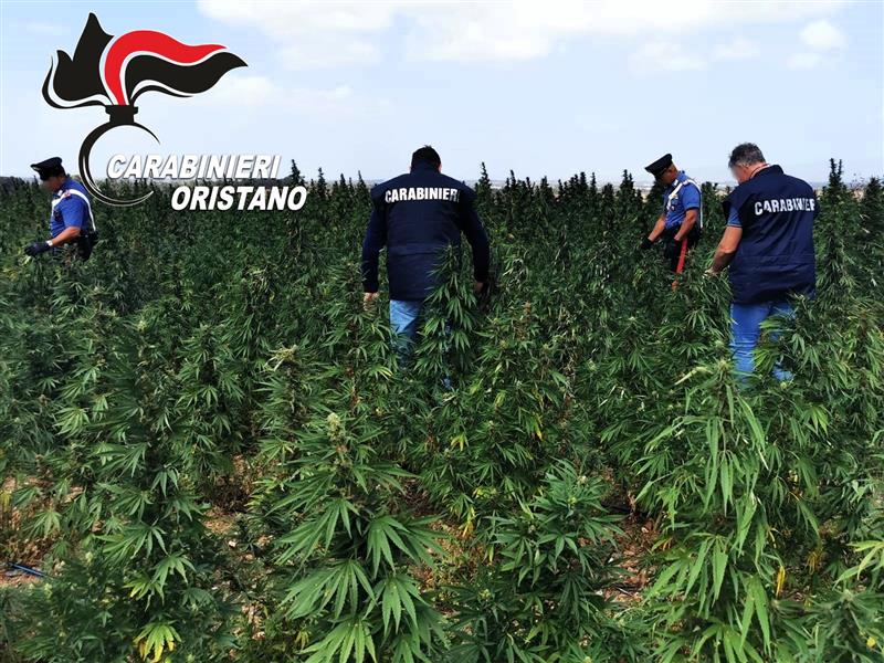 Siamanna, i Carabinieri scoprono una maxi piantagione di marijuana: due arresti