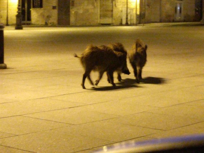 Sassari, i cinghiali sfidano la città: aiuole assediate vicino al Liceo Canopoleno