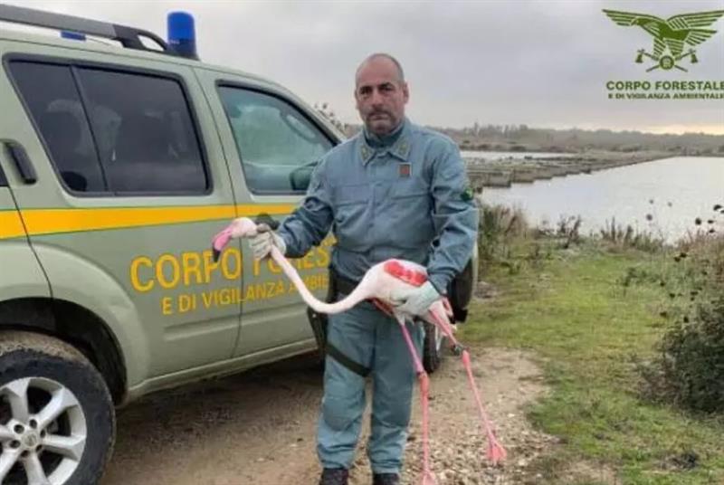 Fenicottero ferito e denutrito soccorso nello stagno di Cabras: la natura non si arrende