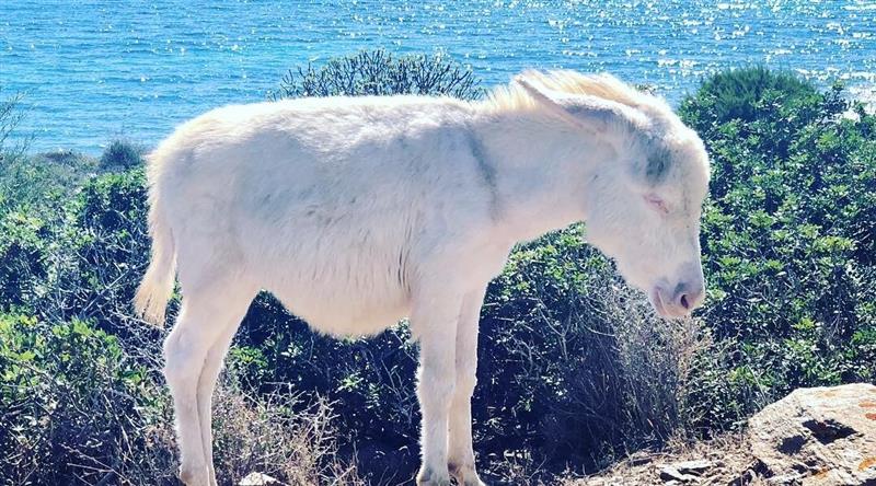 Fiocco rosa all'Asinara: è nata Giacomina, nuova ambasciatrice degli asinelli dell’isola