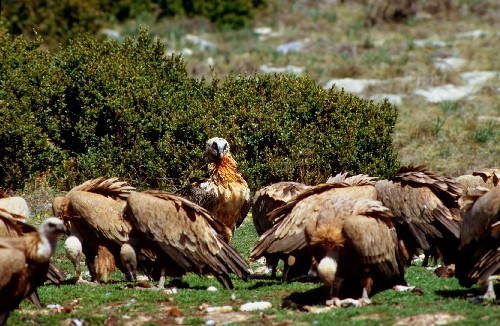 Sud Sardegna: 22 grifoni tornano in libertà grazie al progetto LIFE Safe for Vultures