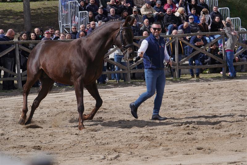 Su Padru-Ozieri, successo per la presentazione degli stalloni dell