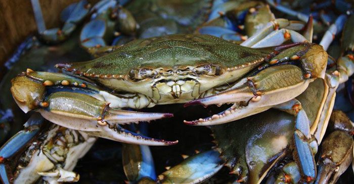 Le cozze sarde decimate dal caldo record e dall’invasione del granchio blu