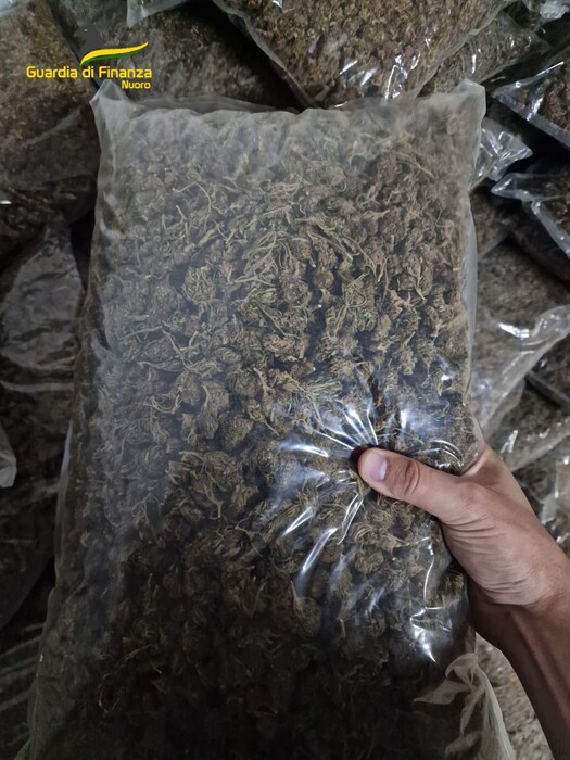 Nuoro: maxi piantagione di marijuana, arrestato un imprenditore agricolo