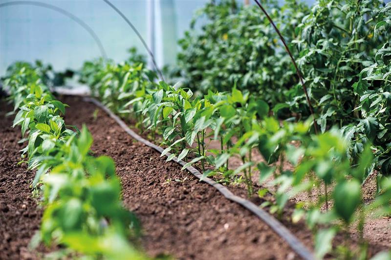 Roma, esperti e istituzioni a confronto sull’uso sostenibile dell’acqua in agricoltura