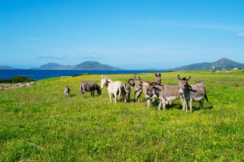 Agricoltura in Sardegna: crisi dei pagamenti PAC e prospettive di un comparto in sofferenza