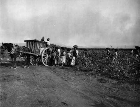 Memorie algheresi: La vendemmia - La varemma Parte I