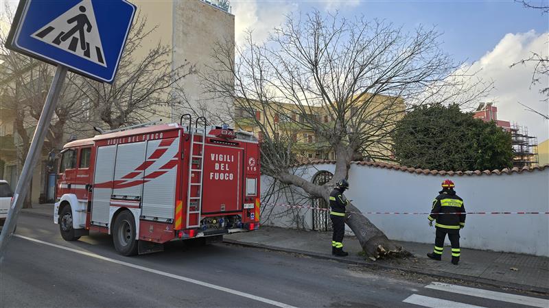 Alghero: maltempo abbatte un albero davanti alla scuola elementare, rischio sfiorato