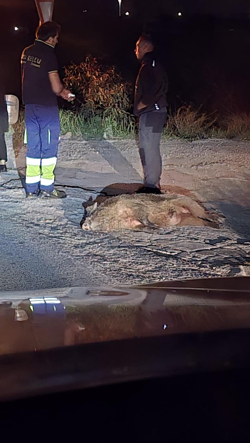 Alghero: Cinghiali e strade pericolose, nuovo incidente alla Rucchetta