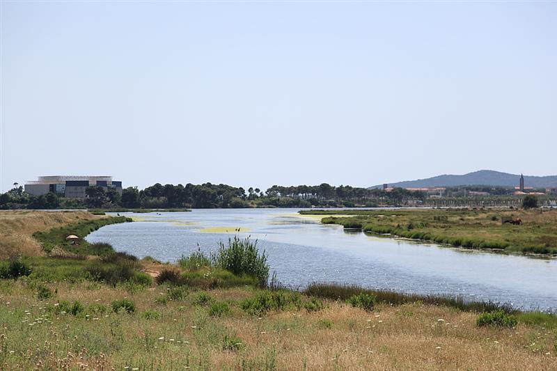 Moria di pesci nella laguna del Calich: indagini in corso, mistero ancora aperto