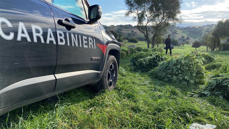 Orotelli (NU): scoperta maxi-piantagione di marijuana, un arresto e una denuncia