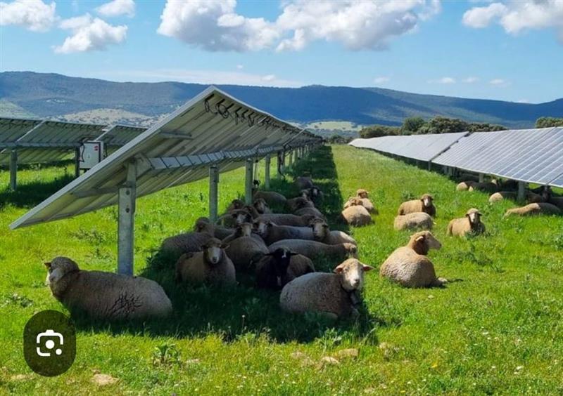 Transizione energetica: bocciati i grandi impianti agrivoltaici della Nurra e di Gudpini. Vittoria per la tutela del territorio