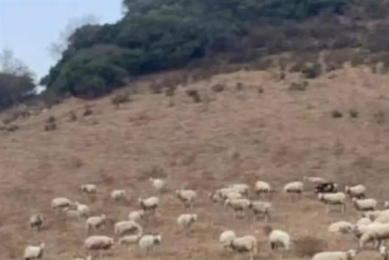 I pastori sardi implorano la Regione: "La siccità mette in ginocchio le nostre aziende, servono aiuti subito"