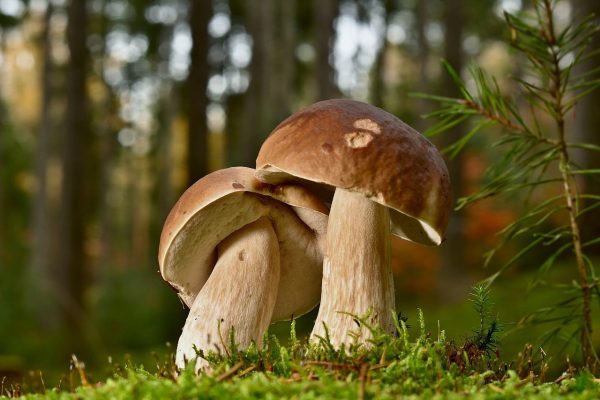 Lanusei, attivo dal 1° ottobre il servizio micologico per la raccolta funghi